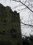 24797 Blarney Castle Drops on branch.jpg